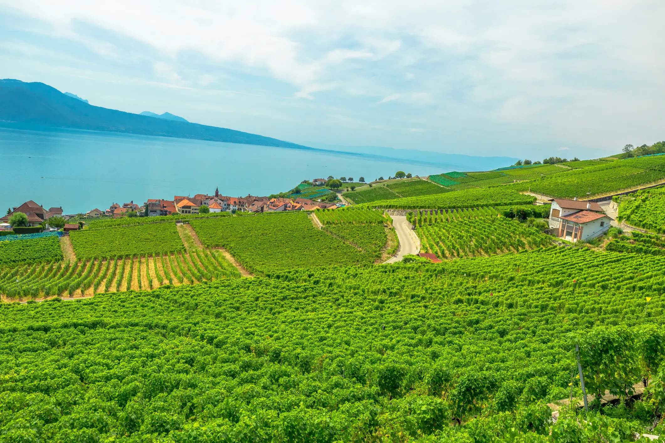 Lavaux Vineyard Terraces