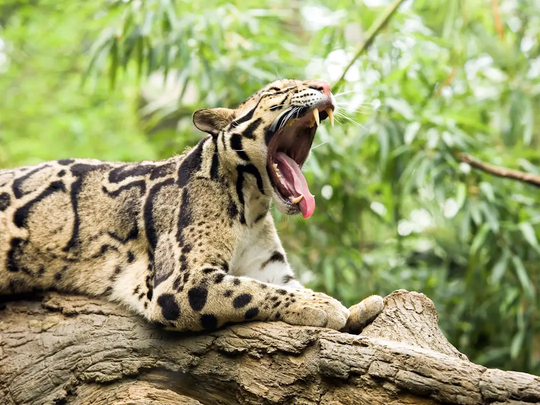 Nebelparder auf einem Baumstamm im Grünen. Wildtierschutzgebiet, Phnom Tamao, Kambodscha.