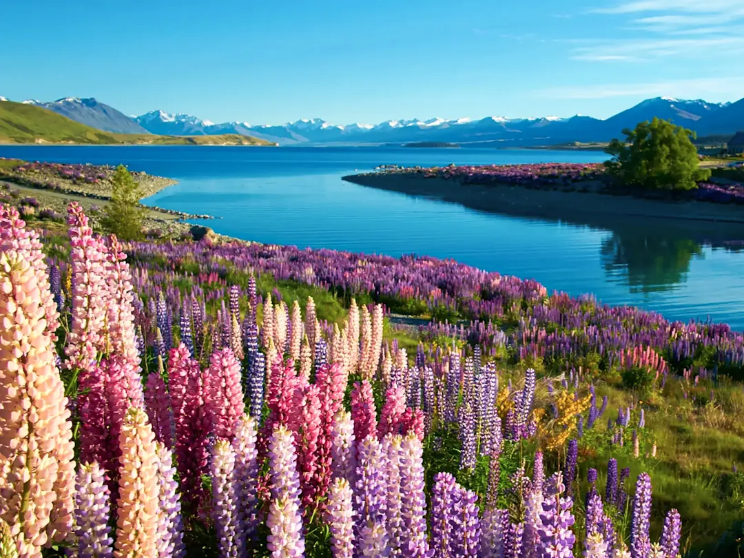 Lupinenblüten am See mit Bergpanorama. Lake Tekapo, Canterbury, Neuseeland.