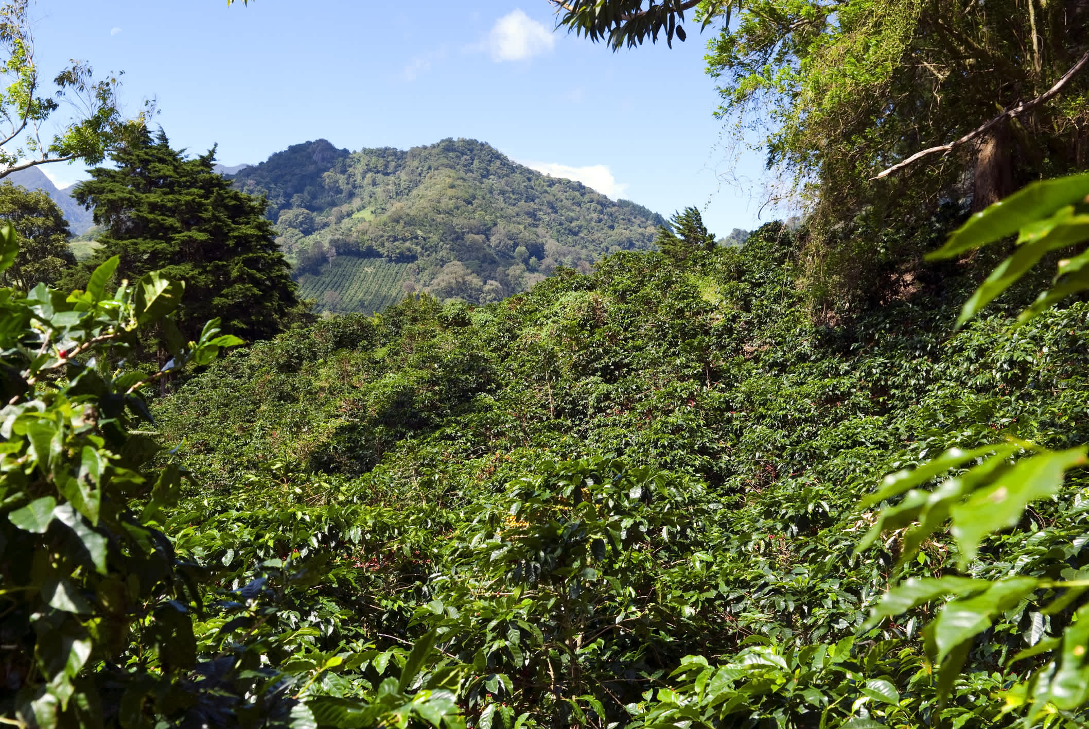 Paysage de plantation de café au Panama