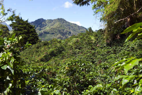 Kaffeeplantage Landschaft in Panama 