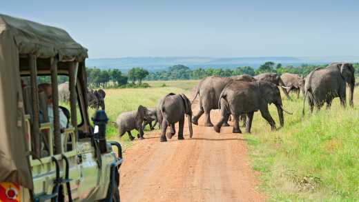 Elefantenherde vom Jeep bei einem Safari-Urlaub durch die Masai Mara gesehen