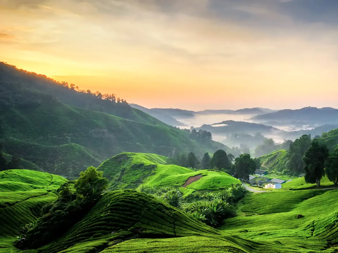 Grüne Teeplantagen mit sanften Hügeln und Morgendunst. Cameron Highlands, Pahang, Malaysia.