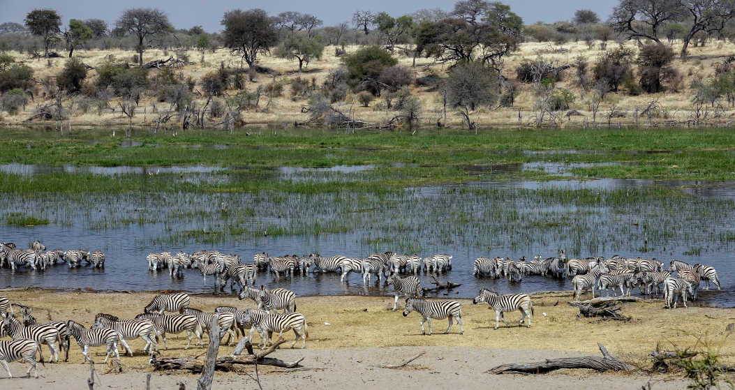 Vue sur des animaux sauvages au parc national des Makgadikgadi et Nxai Pan, Botswana