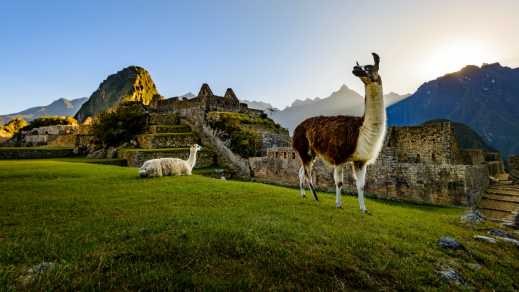 Lamas bei Tagesanbruch am Machu Picchu, Peru.