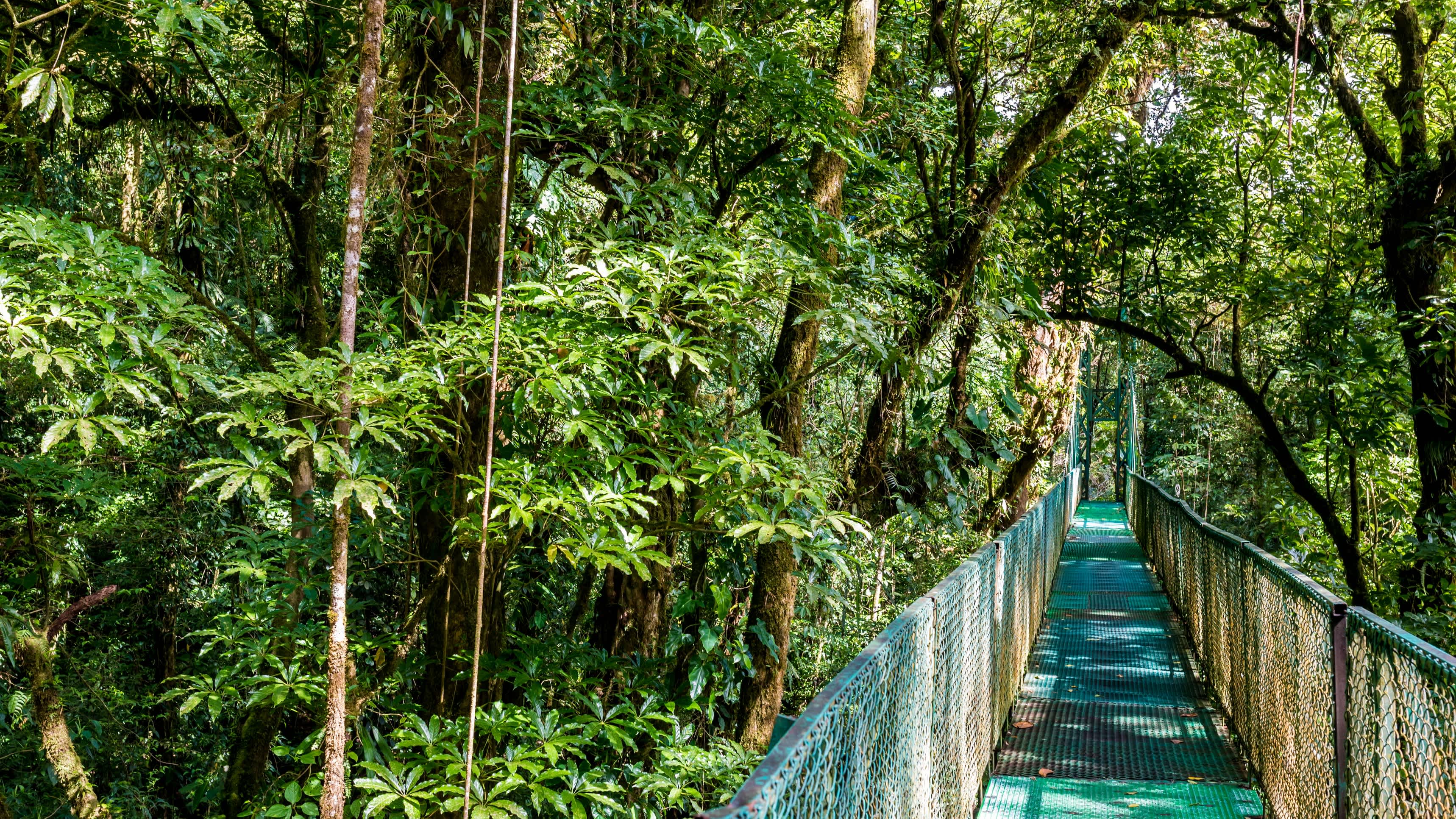 Pont suspendu dans la fôret de Monteverde au Costa Rica