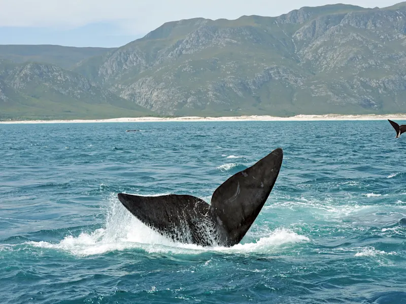 Südafrika, Walflosse Walflosse ragt aus dem Wasser vor einer Küste mit Bergen im Hintergrund. Hermanus, Westkap, Südafrika.