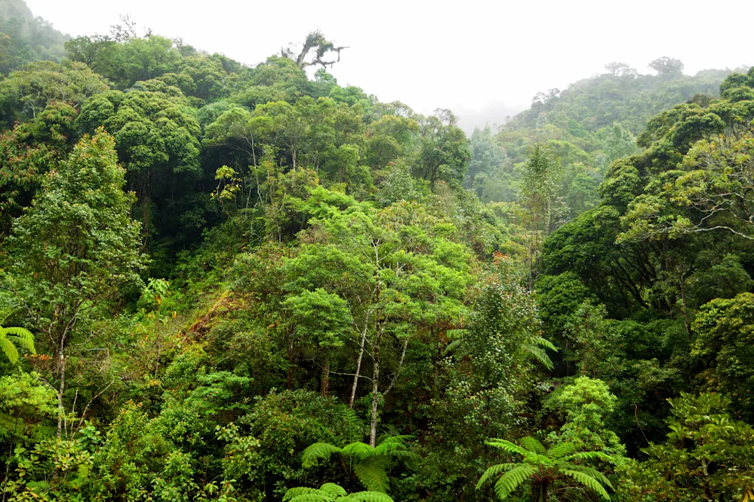 Gunung Brinchang, Perak-Pahang, Malaysia Blick von oben auf den Regenwald