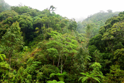 Blick von oben auf den Regenwald
