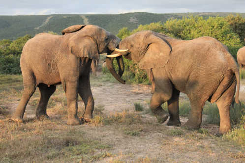 Afrikanische Elefanten im Shamwari-Wildreservat, Südafrika. 
