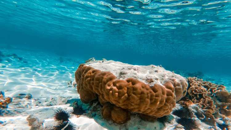 Korallen und Seeigel auf dem Meeresgrund in Tansania