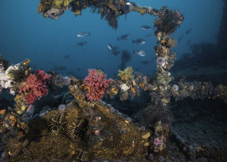Korallen an einem Schiffswrack mit Fischen im Hintergrund