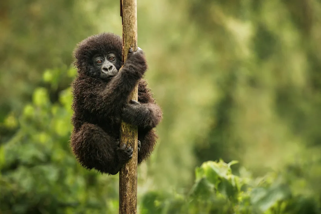 Uganda Gorilla Trekking Abenteuer