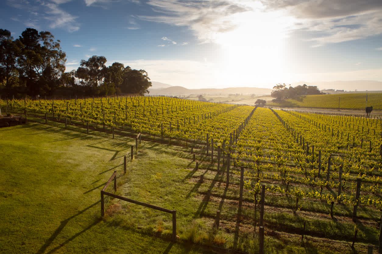 Goûtez, avec modération, aux vins de la Yarra Valley pendant votre voyage à Victoria.