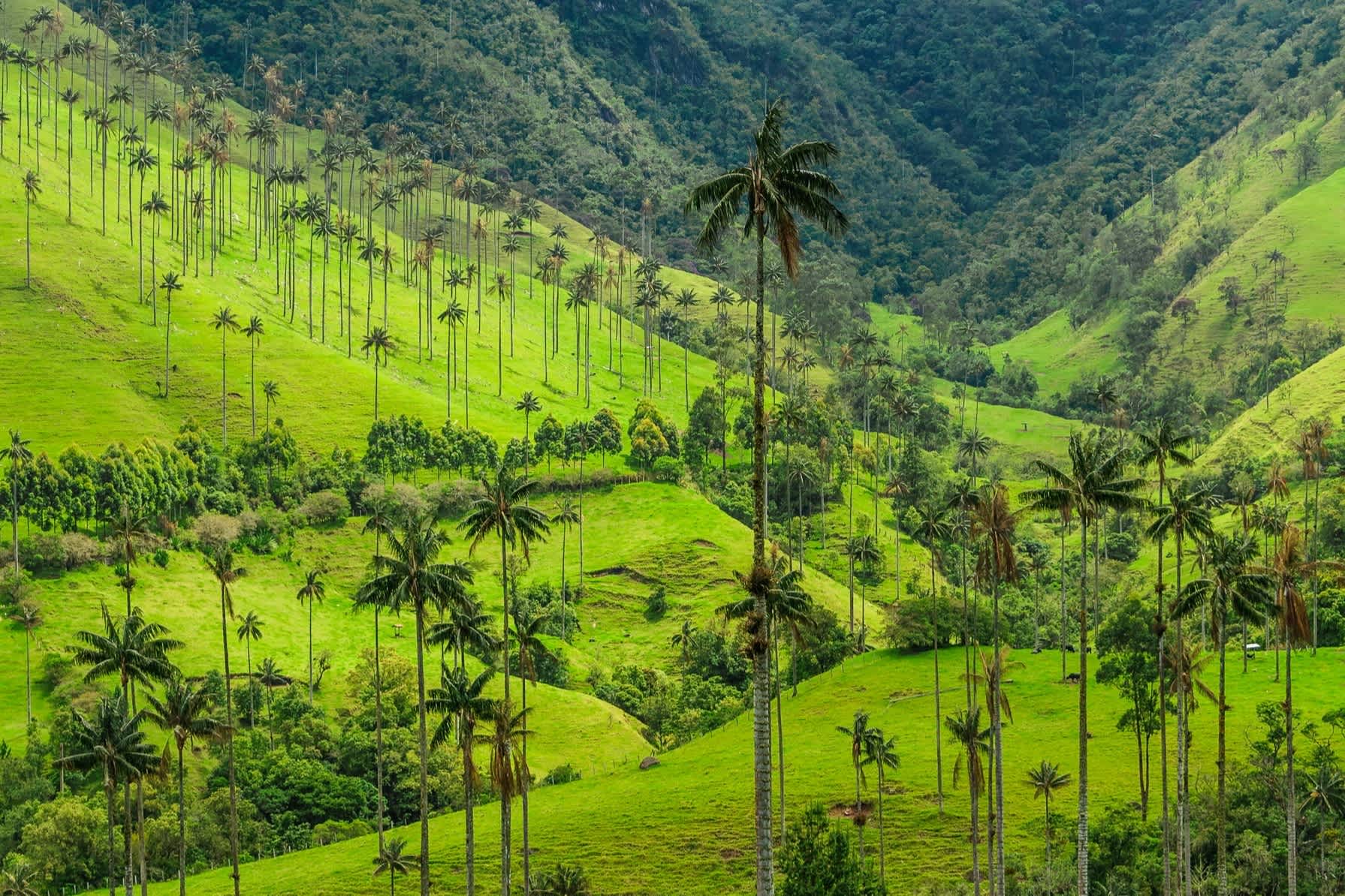 Ein Meer von Wachs Palmen auf den grünen Hügeln von Cocora-Tal im Salento.