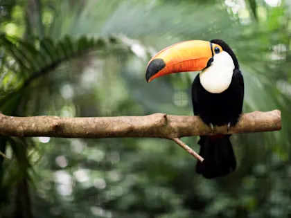 2 Wochen Fotoreise durch Costa Rica - Image 1