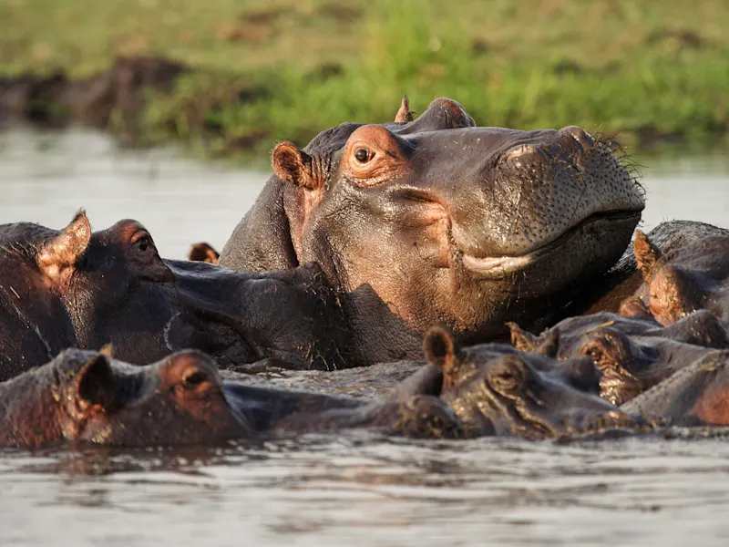 Botswana, Chobe National Park Flusspferdgruppe im Wasser, ein Hippo ragt aus der Menge heraus. Chobe Nationalpark, Botswana.