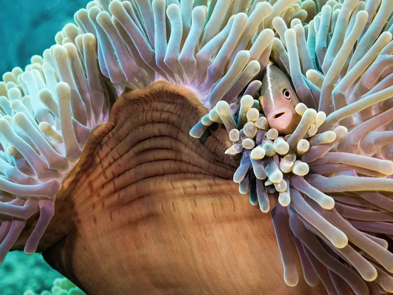 Koh Phi Phi, Thailand Nahaufnahme eines Anemonenfischs, der sich in einer Seeanemone versteckt. Koh Phi Phi, Thailand.