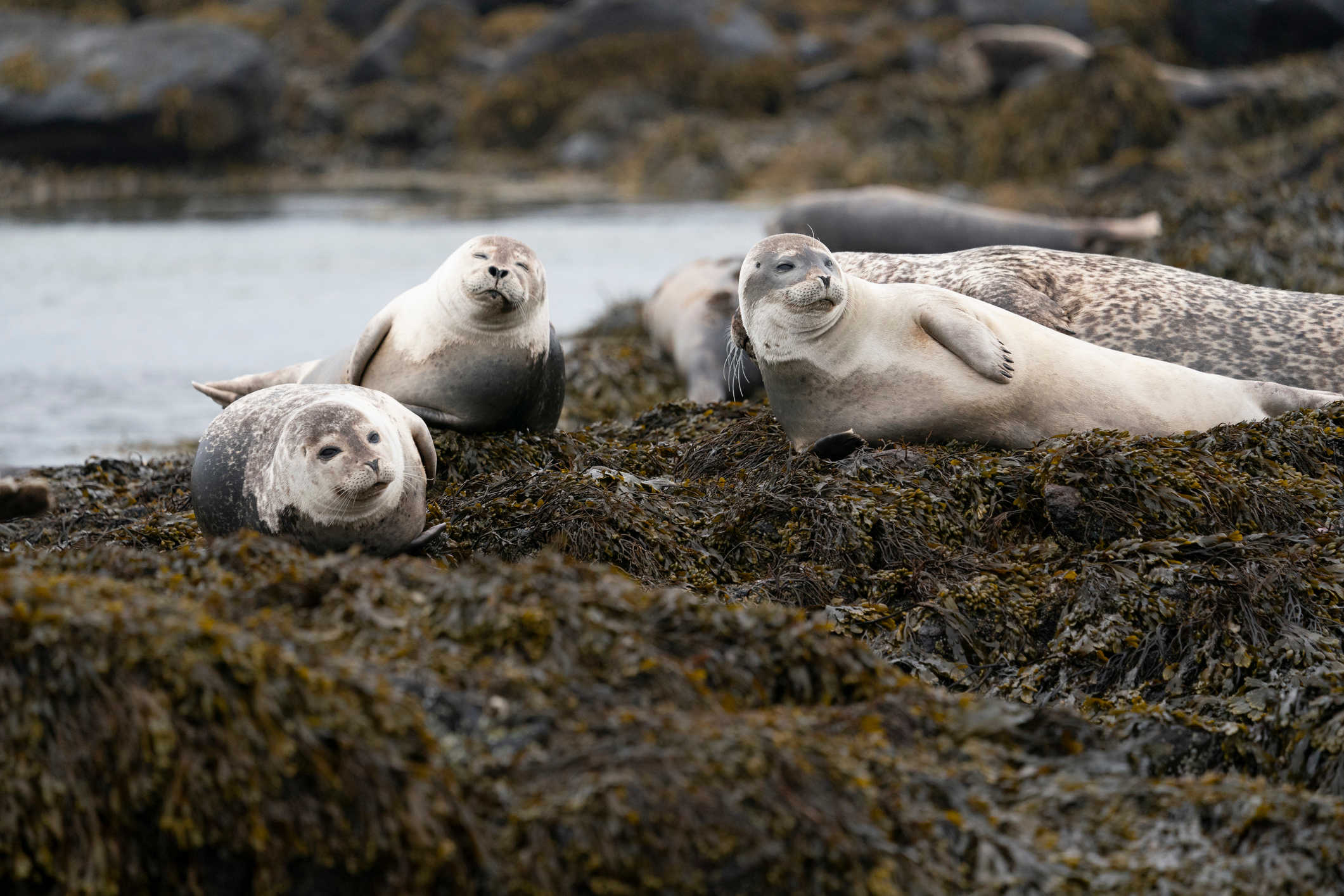 Road Trip Islande 3 Semaines Grand Tour De L le Tourlane road-trip-islande-3-semaines-grand-tour-de-l-le-tourlane