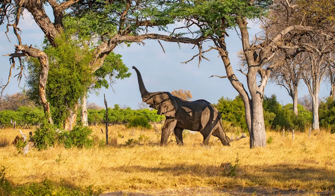 Afrikanischer Elefant fütterung in Bäumen, Serengeti, Tansania

