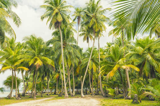 Forêt de palmiers verts