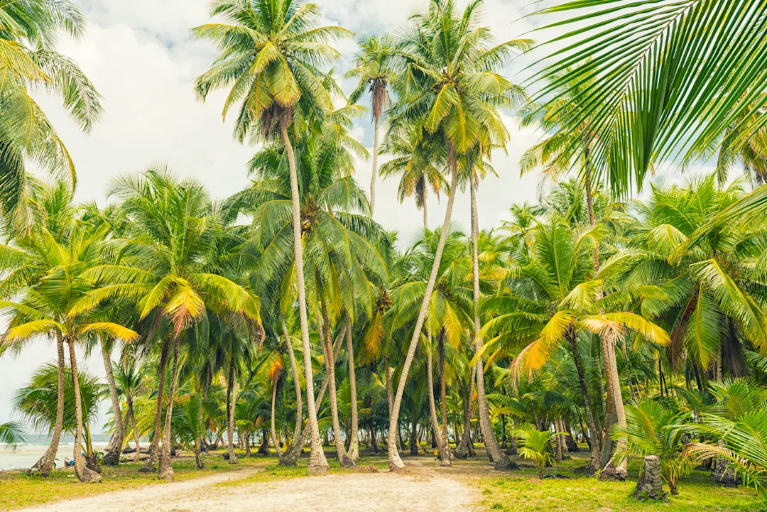 Las Blas Islands, Panama Grüner Palmenwald