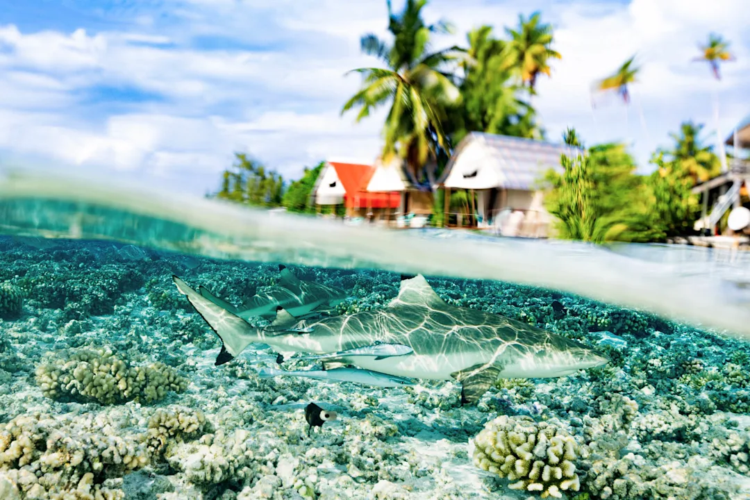 Séjour aux îles Marquises - main image