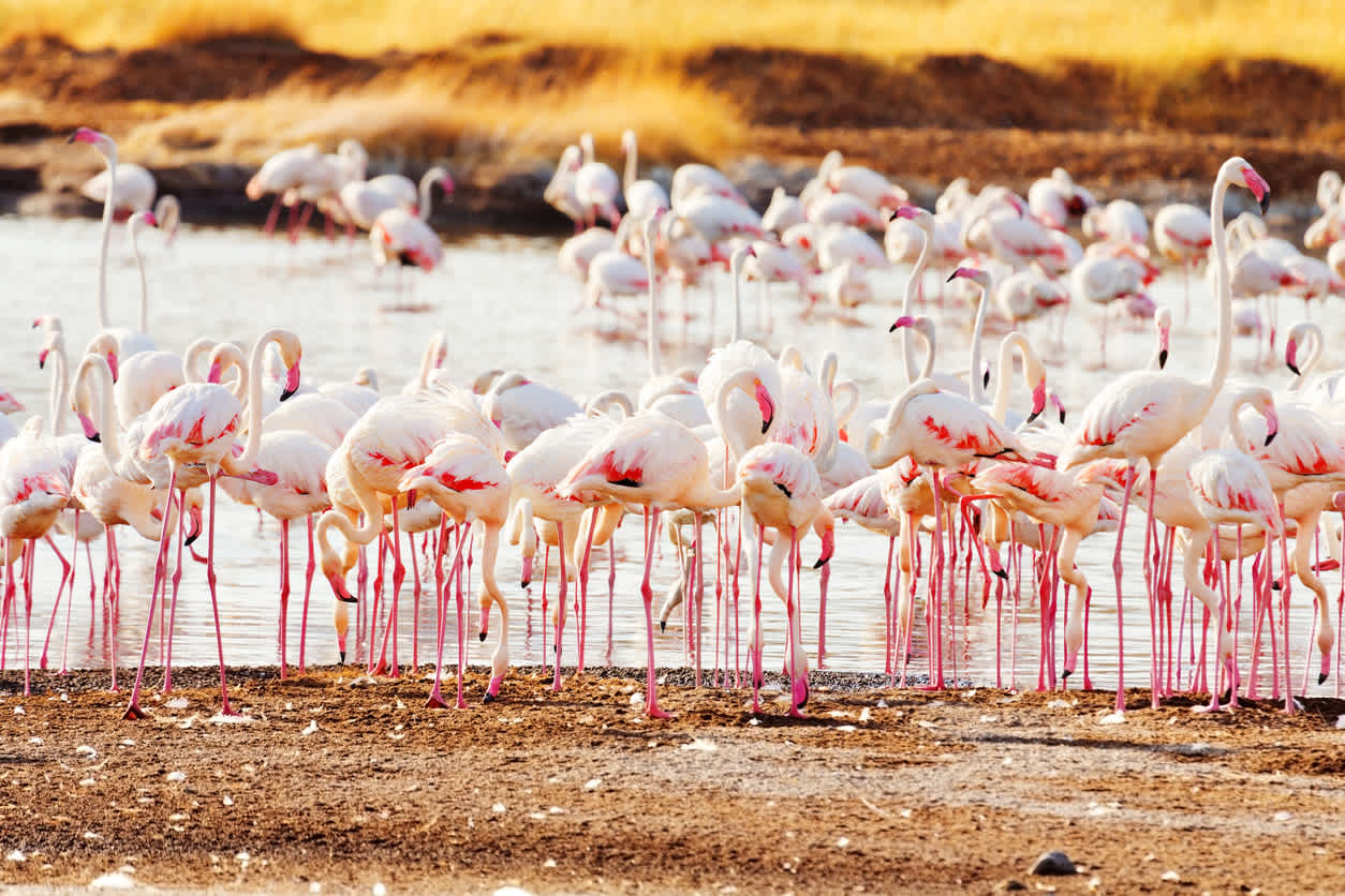 Bogoriasees in Kenia mit zahlreichen Flamingos