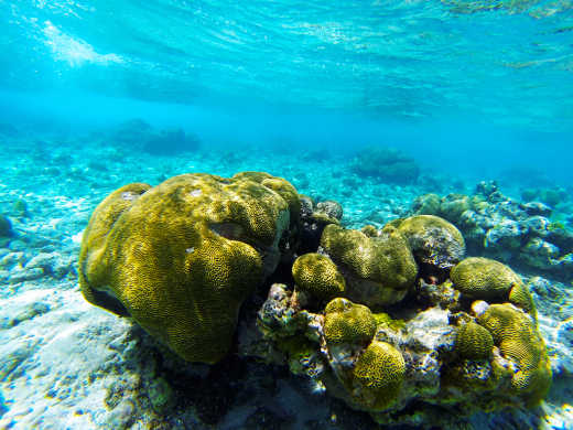 Unterwasserwelt karibisches Meer mit Korallen