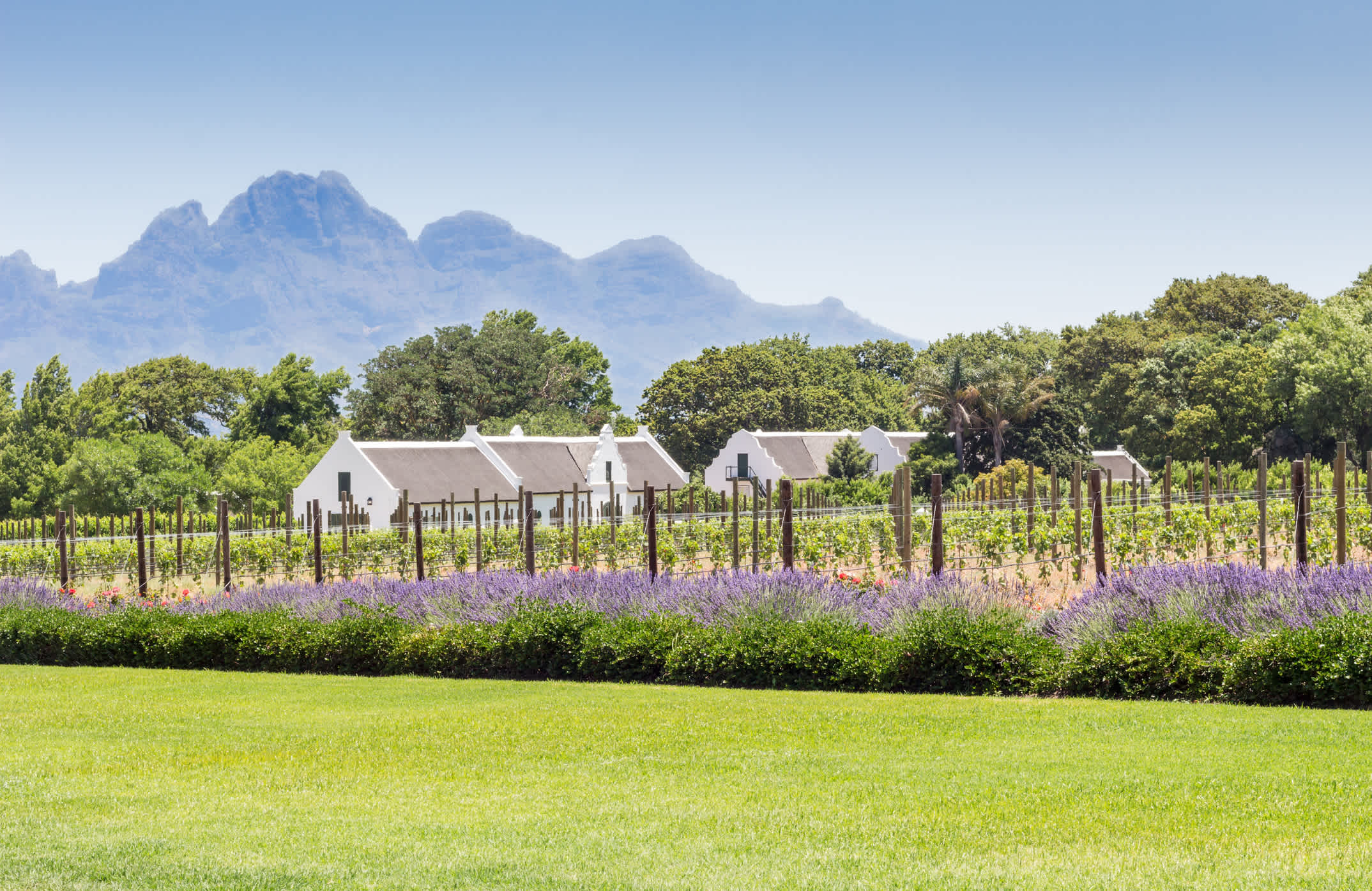 Weingut in Franschhoek, Westkap Südafrika - Bild von La Motte Wine Estate mit jungen Weinreben, Rosen und Lavendelpflanzen