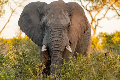 Voyage en Afrique du Sud.