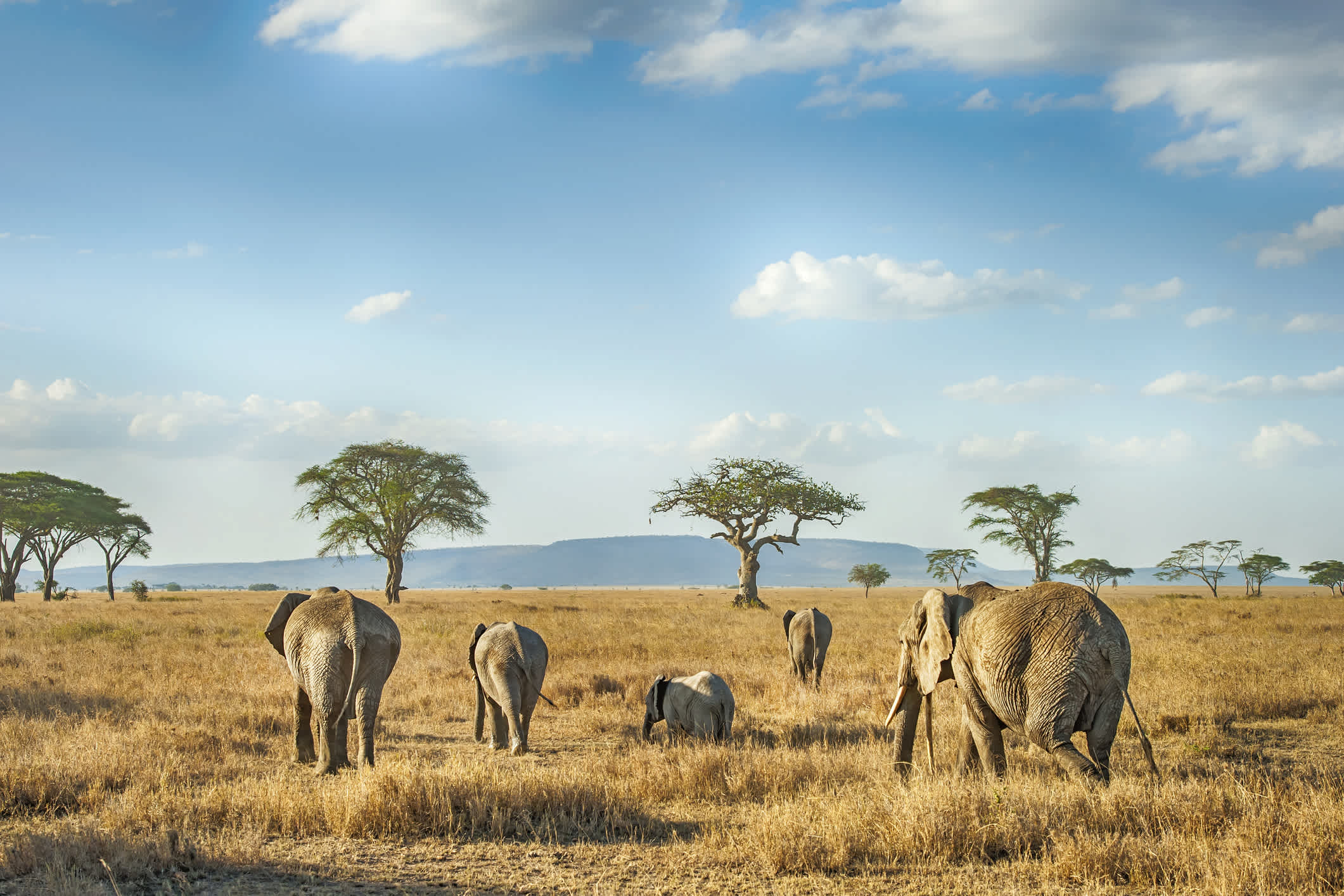 Elefantenherde in der Serengeti - ein Muss bei einer Camping Safari Tansania