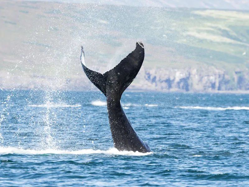 Akureyri, Nordisland, Island. Schwanzflosse eines Buckelwals schlägt aus dem Wasser. Akureyri, Nordisland, Island.