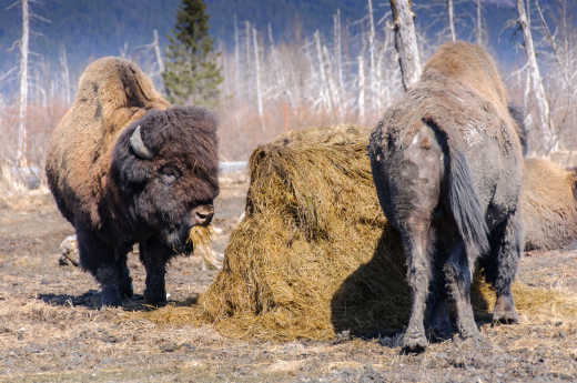 Bisons im Alaska Wildlife Conservation Center