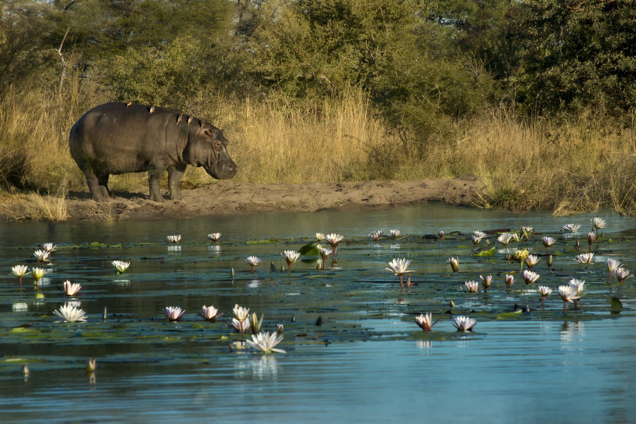 Hippopotames au bord de la rivière Kwando, Caprivi Strip, Namibie.

