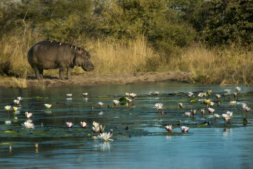 Hippopotamus am Flussufer Kwando River, Caprivi Strip, Namibia.
