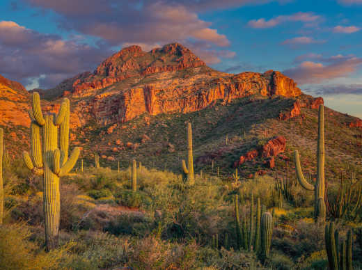 Coucher de soleil sur le Parc national de Saguaro en Arizona