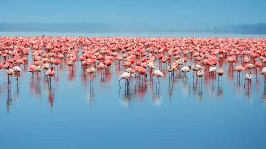 Banc de flamants roses au lac Nakuru, au Kenya.
