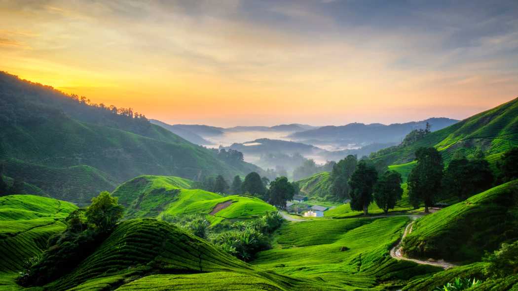 Vue sur les plantations de thé au coucher du soleil, Cameron Highlands en Malaisie