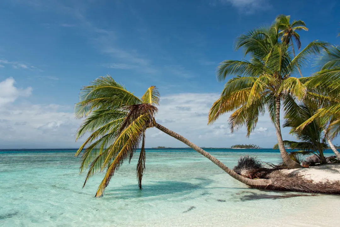 Palmen an einem tropischen Strand mit türkisblauem Wasser, eine Palme neigt sich über das kristallklare Meer.