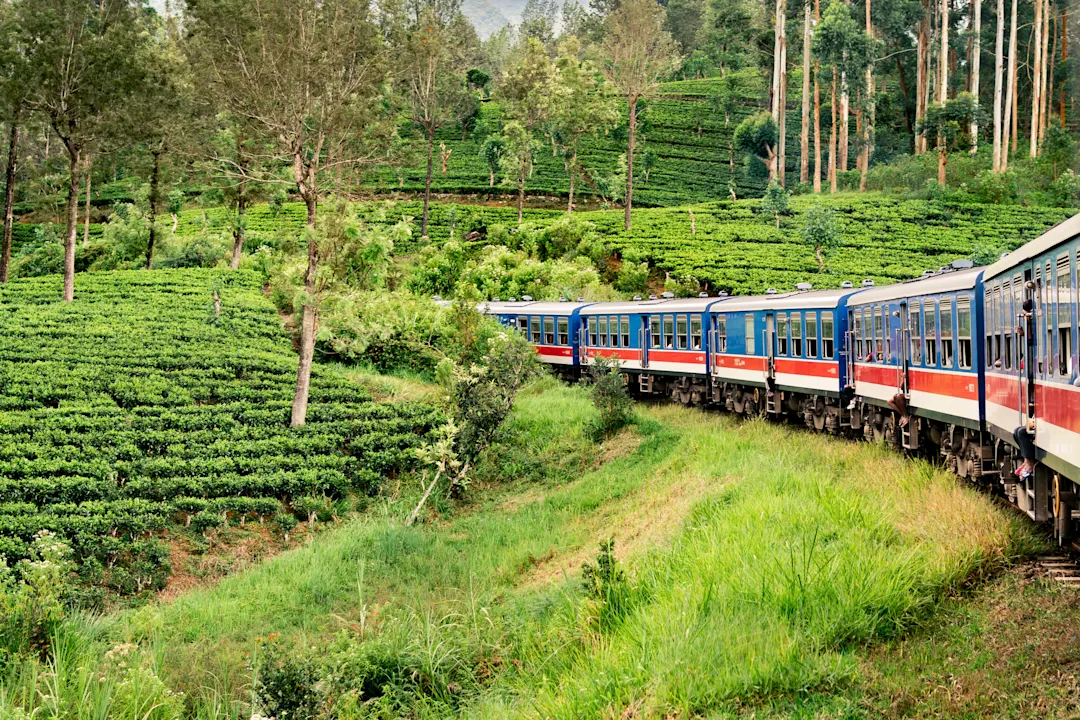 Zug und Teeplantage in Sri Lanka. 
