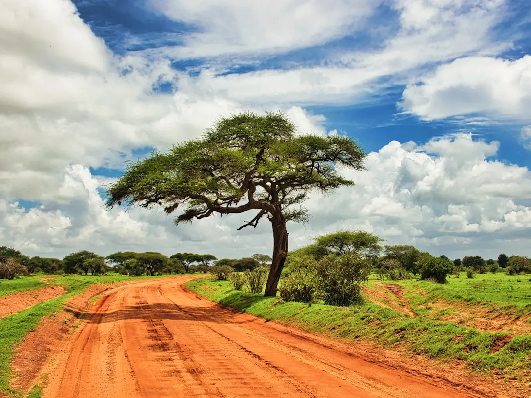 Kenia, Savanne Rote Sandstraße mit einer Akazie unter dramatischem Himmel. Savanne, Kenia.