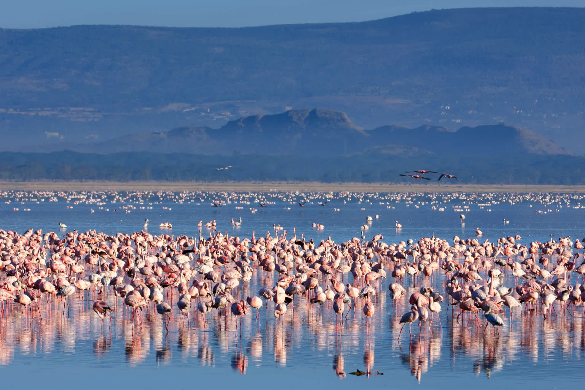 Flamingos im See Nakuru