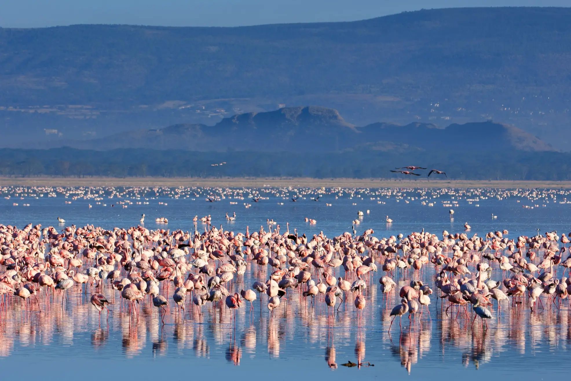Kenia, Nakurusee Flamingos im See Nakuru