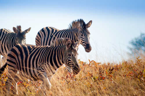 Eine Gruppe wilder Zebras läuft im Mlilwane Wildlife Sanctuary (Swasiland)
