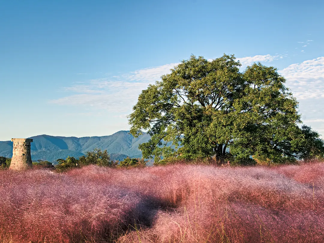 Südkorea, Gyeongju, Cheomseongdae Observatory Historisches Cheomseongdae Observatorium aus Stein mit rosa Gras und einem großen Baum im Vordergrund. Gyeongju, Südkorea.