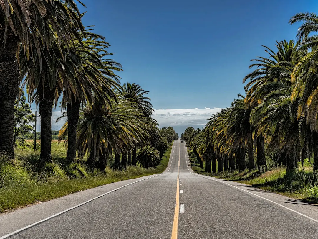 Uruguay, Rocha, Rocha Gerade Straße mit hohen Palmen auf beiden Seiten. Rocha, Rocha, Uruguay.