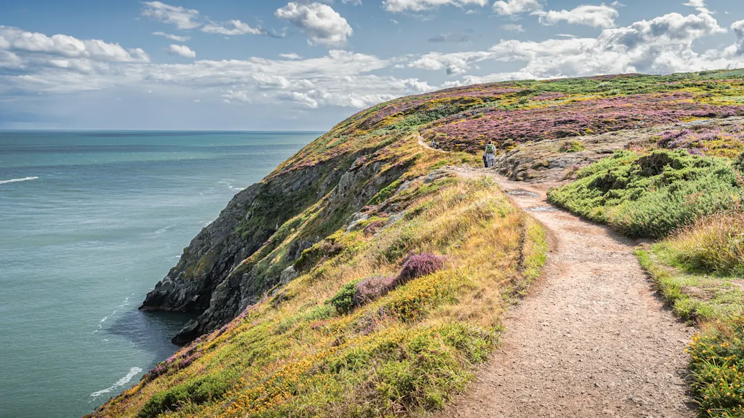 Küstenwanderweg mit blühender Heide auf Klippe über dem Meer. Howth, Leinster, Irland.