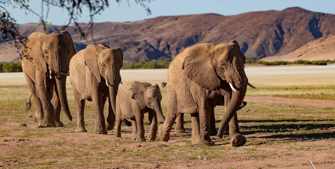 See beautiful elephants in the wild, pictured here, on a tailor-made tour of Africa