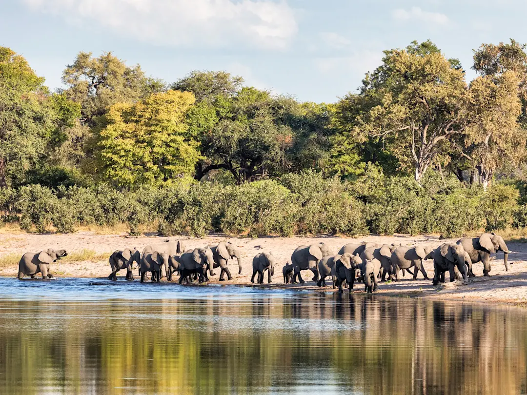 Namibia, Elefantenherde Eine große Elefantenherde trinkt am Flussufer. Namibia